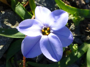 Ipheion uniflorum 'Rolf Fiedler'